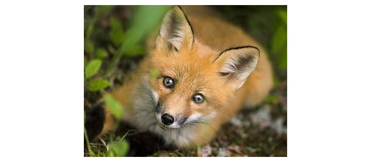 Vous trouvez un animal sauvage blessé, que faire ?